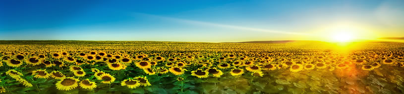 School info picture - sunflower fields